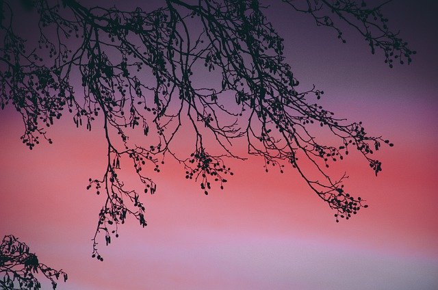 Branching Out | Our Prairie Nest